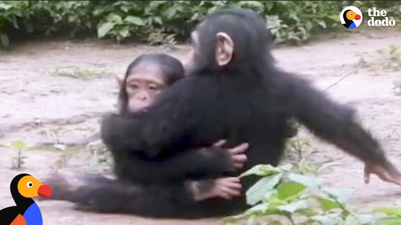 baby chimp rescued from
