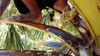 Wain kelapa Manish #nativejuice