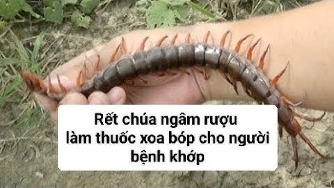 Rết chúa ngâm.rượu làm thuốc xoa bóp hiệu quả bất ngờ