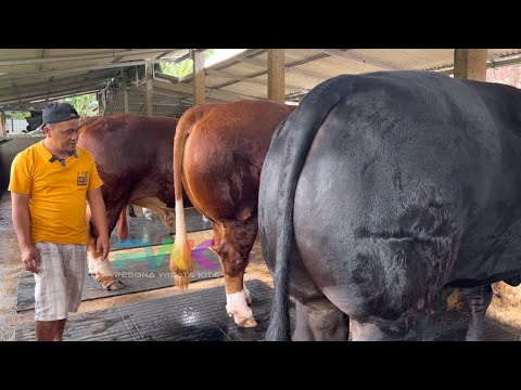 PAKAN TERNAK BERBAHAYA