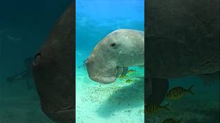 Download Lagu Rare Male Dugong Or Large Sea Cow #seacow #dugong MP3 Download Lagu Rare Male Dugong Or Large Sea Cow #seacow #dugong MP3