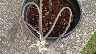 I METODI DEL NONNO..... TALEA SU FICO 🌿