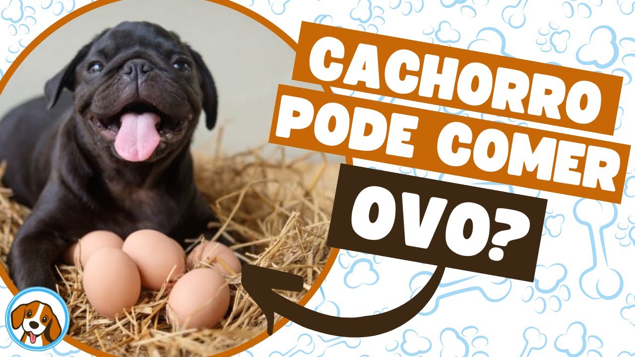 Cachorro pode comer OVO? Benefícios e preparação