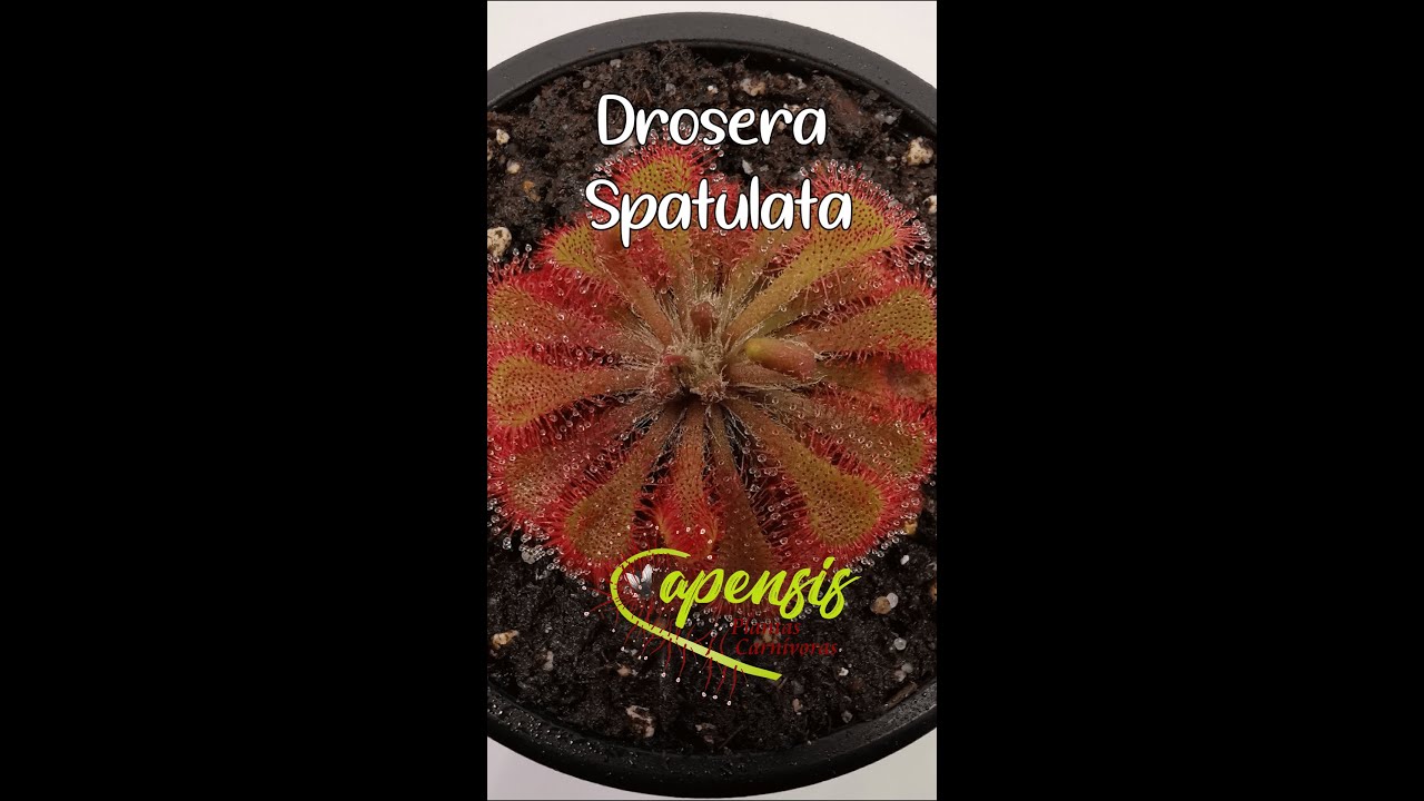 Drosera Spatulata
