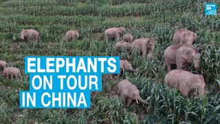 Elephants On Tour In China Guzzle Crops And Wreak Havoc