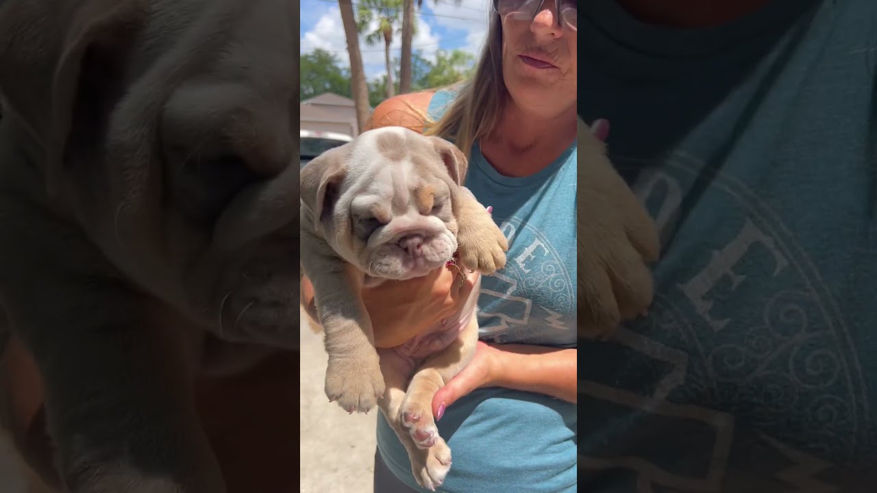 English Bulldog Puppy Lilac Tri 727 992 3933