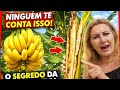 O segredo da Bananeira que ninguém te conta 😱