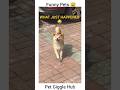 Wait for the moment he realizes he's in trouble! 😂 #shorts #funnypets #dogfails