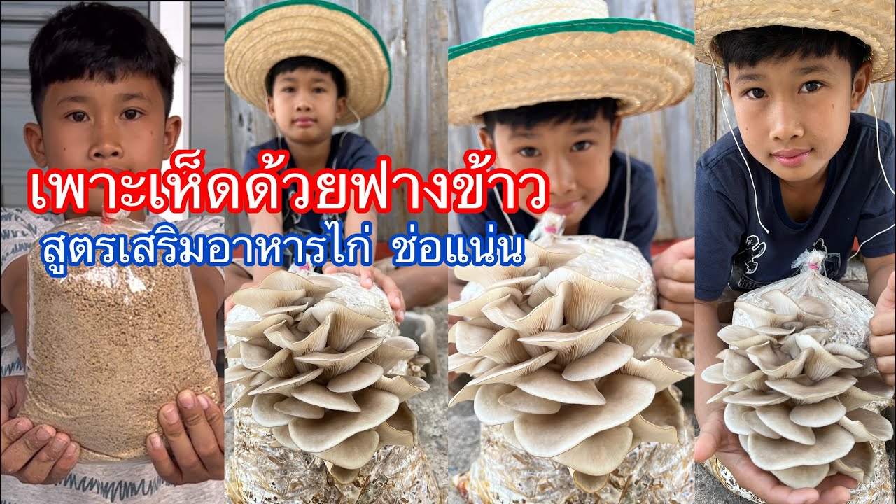 ขั้นตอนเพาะเห็ดด้วยฟางข้าว สูตรช่อแน่น เสริมด้วยอาหารไก่