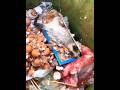 Terimakasih Orang Baik #shortvideo #viralshorts #kucing #orangbaik