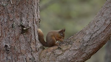 Red squirrel (Sciurus vulgaris) feeding in a Scots pine tree, drops nut, Scotland