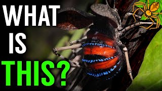 Finding Australias Craziest Insect Mountain Katydid