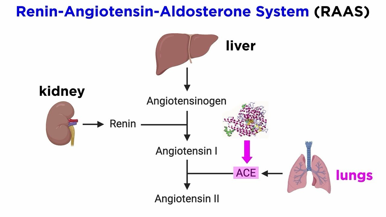 RENIN ANGIOTENSIN ALDOSTERONE SYSTEM , ACE INHIBITORS, ARB , ALISKIREN ...