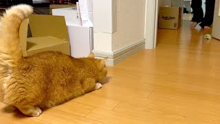 本気追いかけっこ〜光の速さで逃げる短足猫〜-Cat chasing after its owner.-