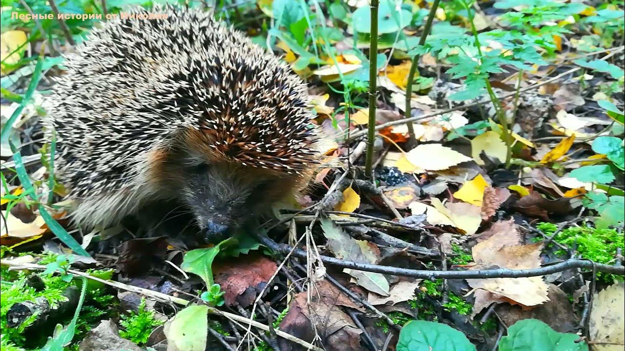 ежик в лесу предложение. ежик в лесу предложение. ежик в лесу предложение. домик для ежика. ежик в лесу.