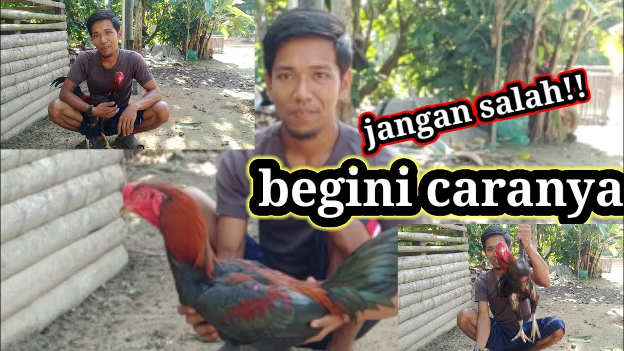 Cara Melatih Fisik Ayam Yang Baik Dan Benar@PETERNAK KAMPUNG