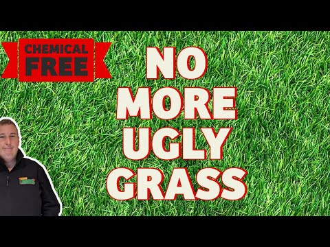 How to get rid of weed grass in your lawn | Without Chemicals and naturally (Part 1 ugly lawn)