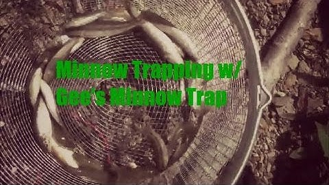 Gees Minnow Traps- Minnow Trapping