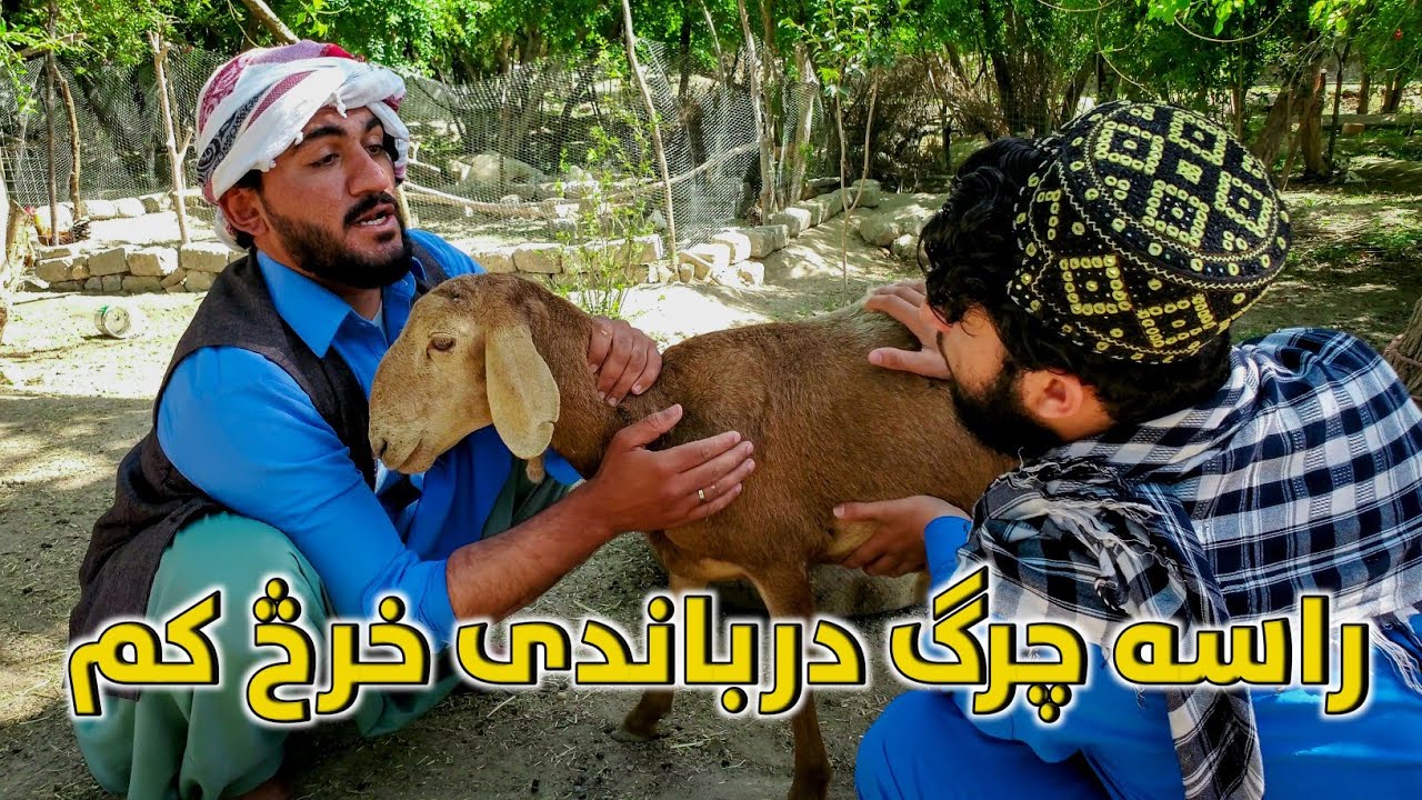 راسه چرګ درباندي خرڅ کم 😂