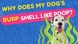 Why Does My Dog's Burp Smell Like Poop?