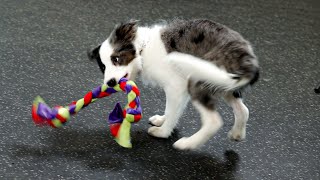 When do you ever get tired. Playing with Baby Border Collie [Puppy Education]