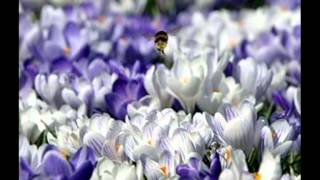 Пролетта Ни Дојде -Тв Тера