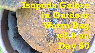 A whole cauliflower head & rice fed to red wigglers in outdoor worm bag v8 on day 60 - vermicompost