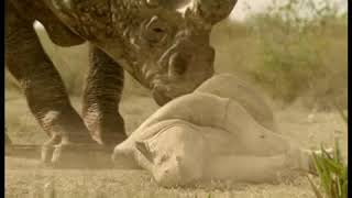 Walking With Beasts Se1 - Ep02 Whale Killer - Part 11