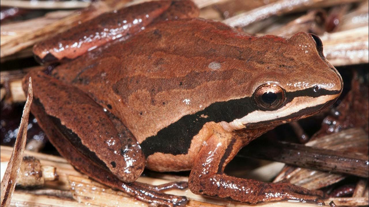 brimley's chorus frog (Pseudacris brimleyi) call YouTube