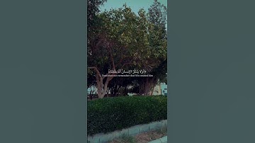 عبدالرحمن مسعد | سورة مريم