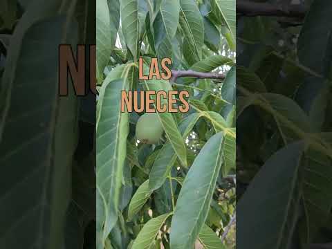 🟠 BENEFICIOS de