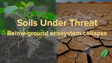Soils Under Threat: Below-Ground Ecosystem Collapse