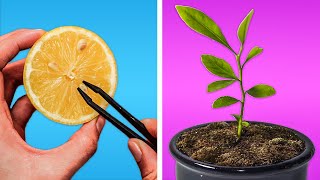 Download lagu HOW TO GROW A LEMON TREE || REGROWING HACKS FOR YOUR PLANTS!