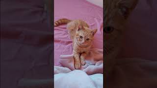 Kitten Suckling My Blanket