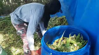 corn silage making  @kambingan_ni_juan