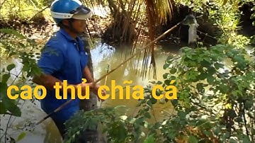 Câu cá Thác Lác ,đi câu vô tình gặp được cao thủ chỉa cá quá hay| GÒ CÔNG TV