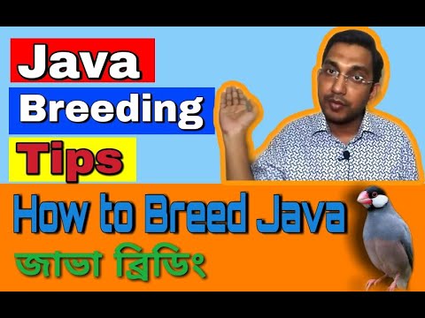 Java Birds Breeding Tips (V-43)