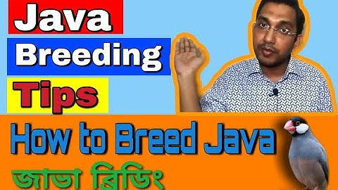 Java Birds Breeding Tips (V-43)