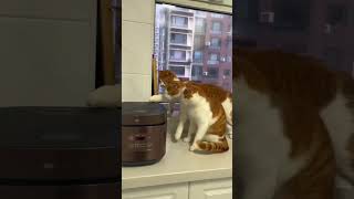 KOMİK KEDİLER shorts