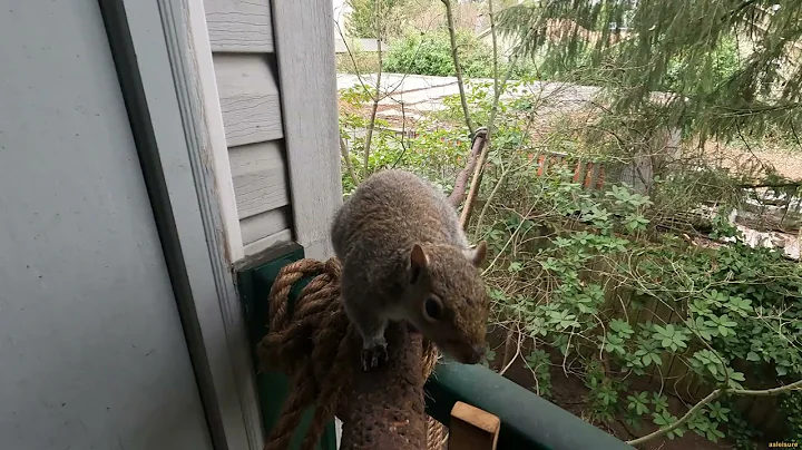 Squirrels. Episode 89. Squirrels and main entrance.