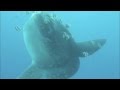マンボ・ウ ♪ Mola Mola Bali