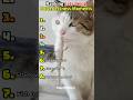 Ranking Cats Being Powerlessness Moments