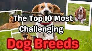 Top 10 Most Challenging Dog Breeds to Train | Understanding Canine Behavior #dogsbreed #dogs by Dogs in Facts 173 views 1 month ago 5 minutes, 4 seconds