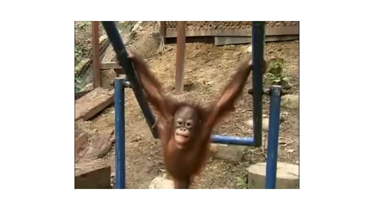 Poor Baby Orangutan Has an Accident on Swing 