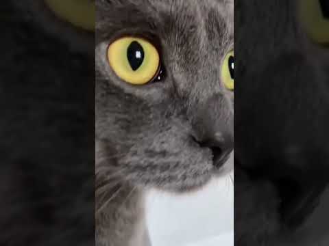 Коты и попугаи. Может ли кот съесть попугая? Почему нельзя содержать кота и попугая?