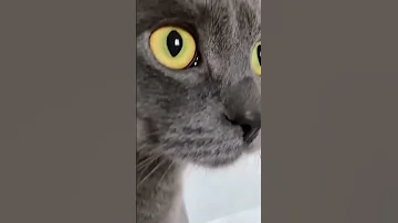 Коты и попугаи. Может ли кот съесть попугая? Почему нельзя содержать кота и попугая?