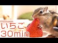 【リスのASMR/30分】30分間いちごが減らないシマリスの咀嚼音