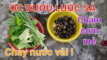 Về quê bắt ốc bươu luộc sả chấm cơm mẻ ăn ngon nhỏ vãi|| Bửa cơm chiều ấm áp bên gia đình