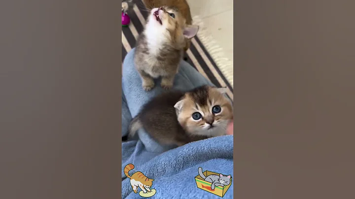 Video 10575971: kitten meow cutecats funnycats, cat kitten meow cutecats, kitten meowing cute funnycats, cat food meow, funny love kitten