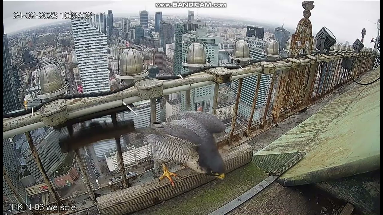 PKiN Warszawa PL - Hrabia arrived to nest too,He flew away from the nest - 2026 02 24 10 06